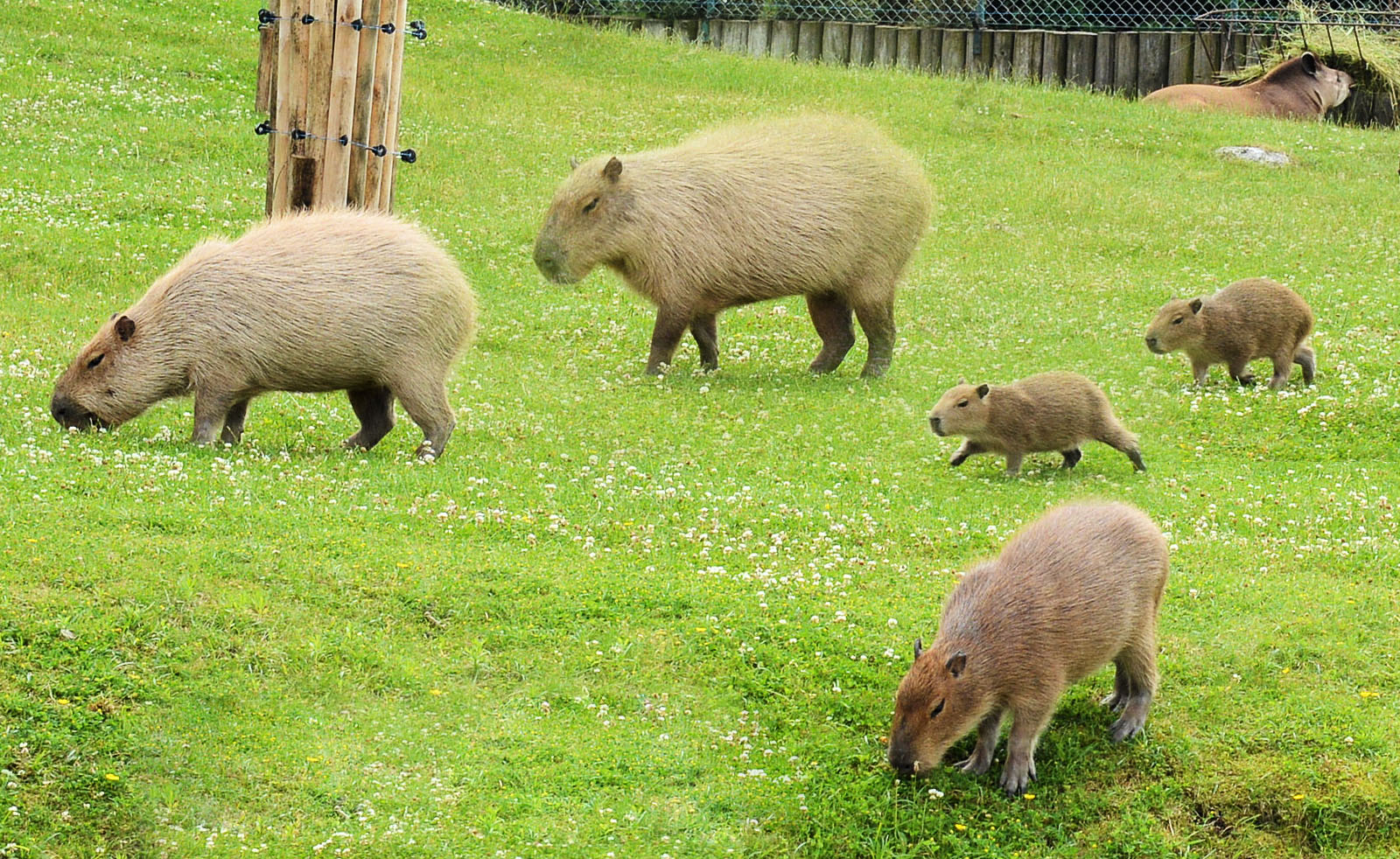 Poznań Zoo Wiki 01