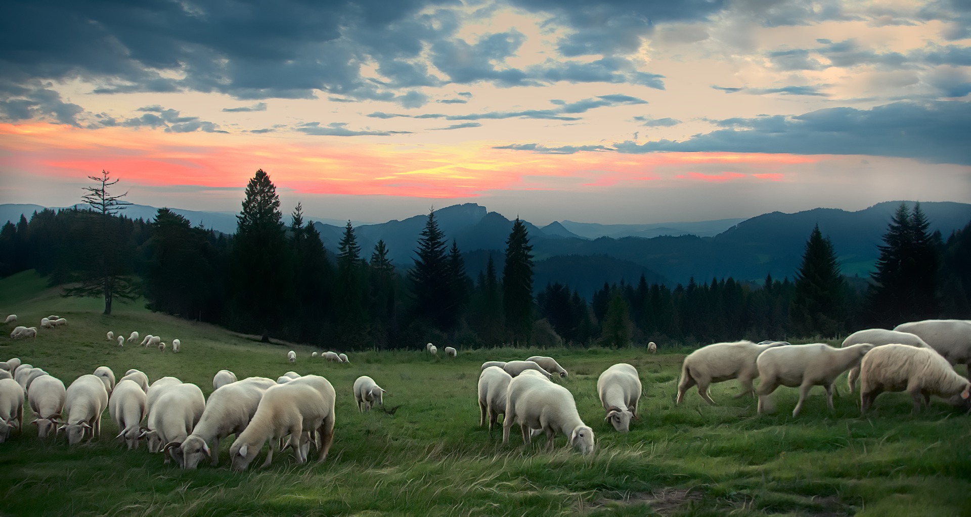 Pieniny PX 04